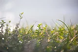 Sommerliches Stimmungsbild mit verschiedenen mediterranen Kräutern in Nahaufnahme